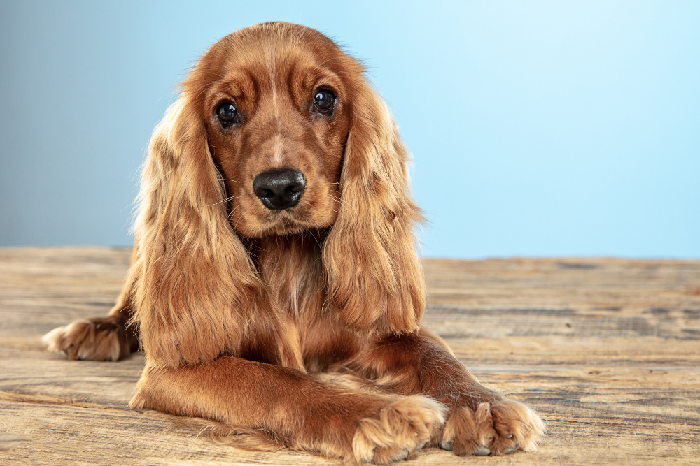 Unifran realiza a VII Edição do “Cão Idoso”, para orientar sobre saúde dos animais