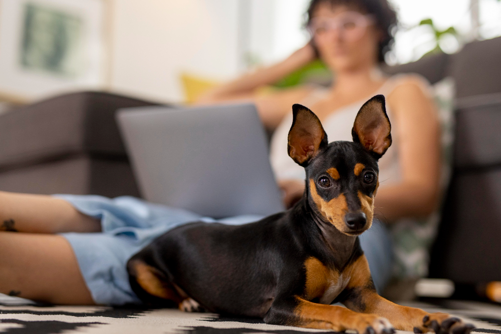 Estresse durante a mudança: conheça as dicas para adaptar seus pets ao novo lar