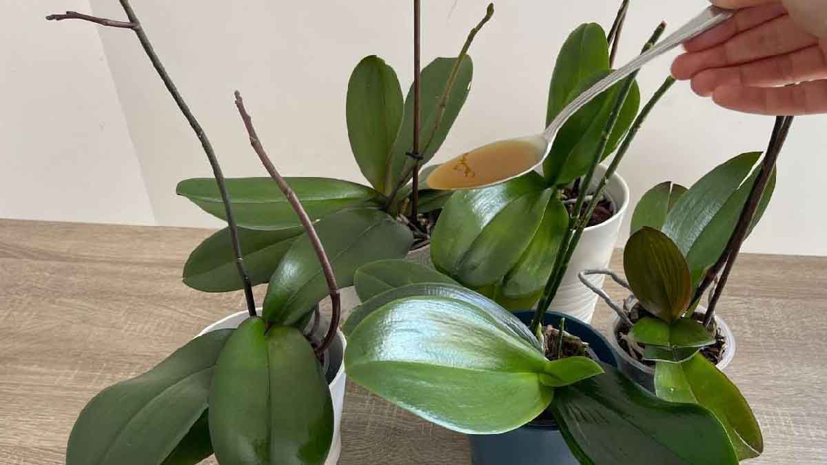 Uma gota desse produto deixará as folhas de suas orquídeas verdinhas e brilhantes!