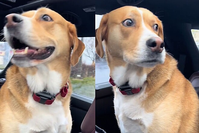 Cachorro muda completamente de expressão ao descobrir onde estão levando ele