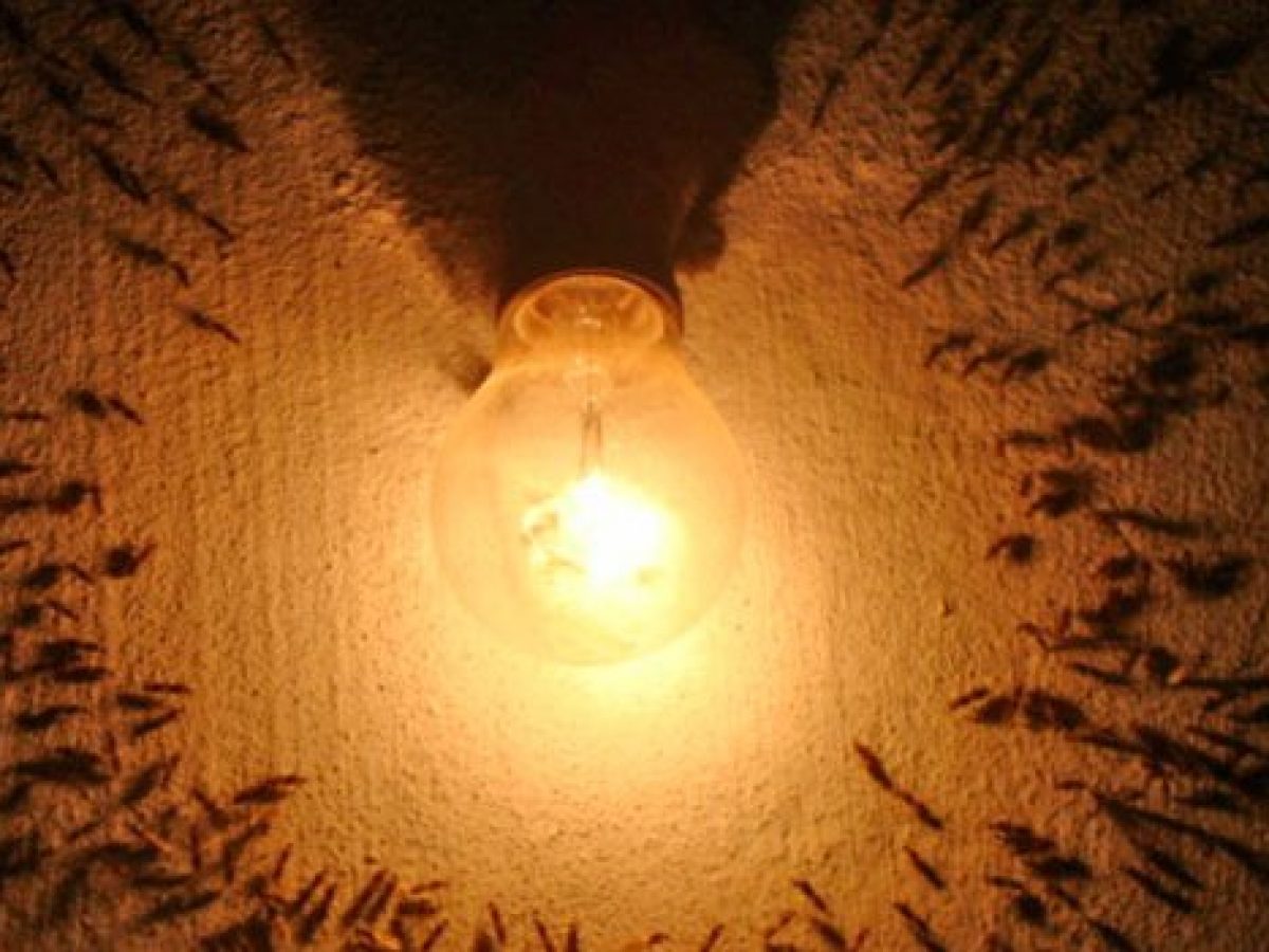 Saiba o que são os ‘bichos de luz’ que acabam infestando as casas no calor