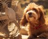 Veja 7 dicas para deixar o ambiente fresquinho para os pets no calor - Jornal da Franca