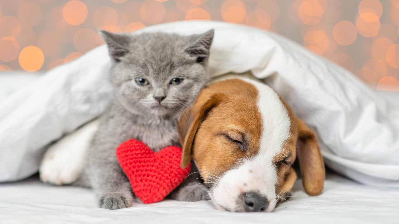 Setembro vermelho: Pets também podem ter problemas cardíacos