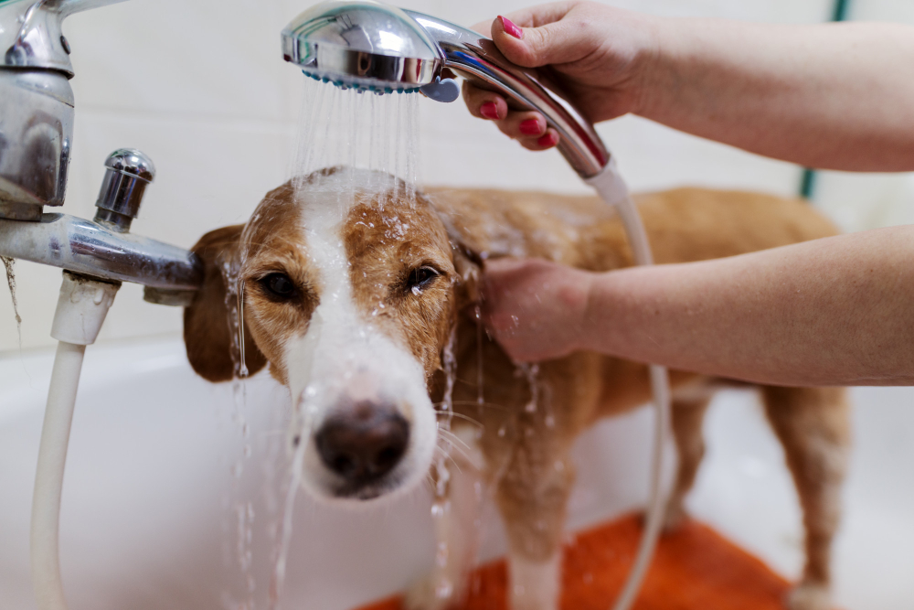 Veja as dicas simples para refrescar seus animais de estimação nesse calorão