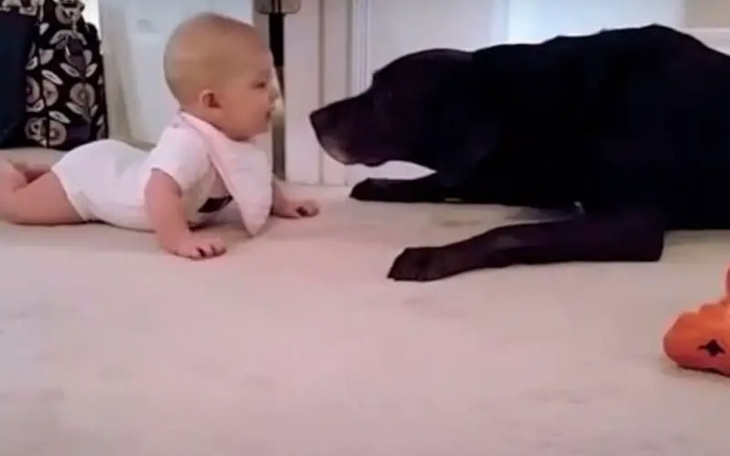 Bebê se aproxima de cachorra e reação amorosa do animal encanta os donos
