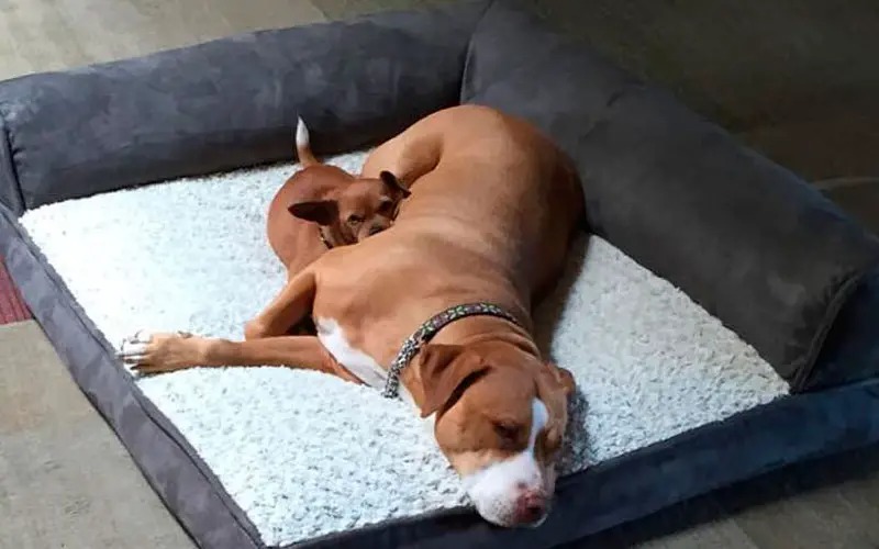 Leal, cachorra se recusa a deixar o abrigo sem a companhia do melhor amigo