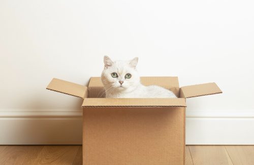 Por que gatos gostam de caixas de papelão? Entenda essa obsessão dos felinos - Jornal da Franca