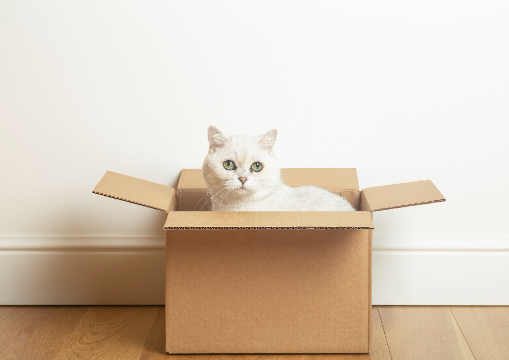 Por que gatos gostam de caixas de papelão? Entenda essa obsessão dos felinos