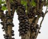 Jabuticaba: Conheça todos os benefícios dessa fruta da primavera - Jornal da Franca