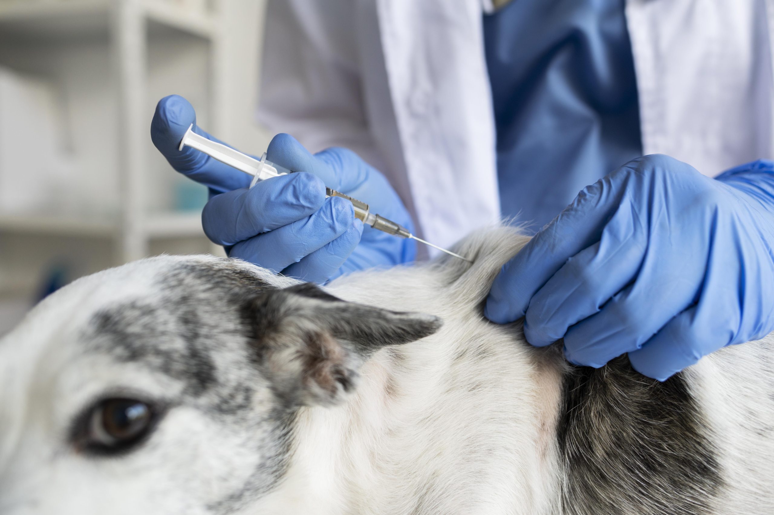 Vigilância Ambiental de Franca aplica vacina contra a raiva em cães e gatos
