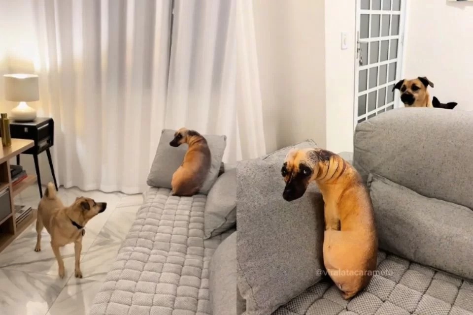 Vira-lata caramelo ganha almofada com estampa da sua cara e reação de pet viraliza
