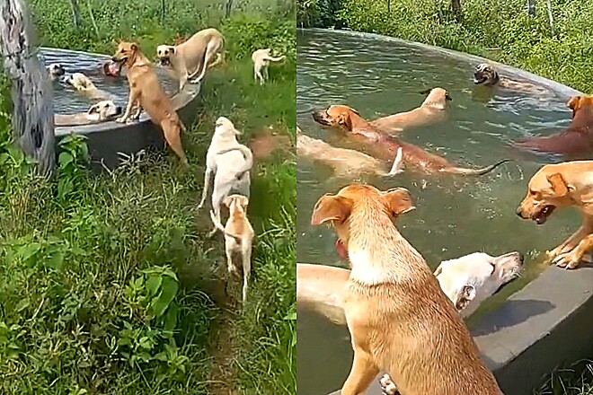 Homem flagra vira-latas caramelo se refrescando e alegria dos cães encanta