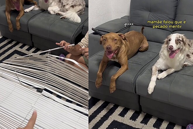 Tutora reúne pitbull e border collie que estragaram persiana e reação mostra culpado