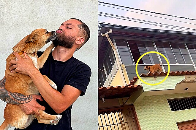 Conheça Solange, cachorrinha vira-lata caramelo que nasceu para estressar seu tutor