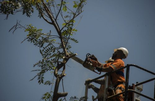Câmara de Franca estuda mudar regras da poda de árvores pela prefeitura no município - Jornal da Franca