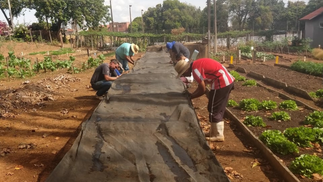 Quer comprar verduras frescas e orgânicas e ajudando o próximo? Veja como é possível