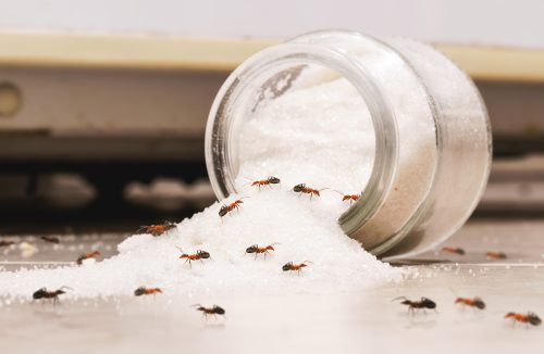 Mito ou verdade: comer açúcar quando tem formiga faz mal? Saiba os riscos - Jornal da Franca
