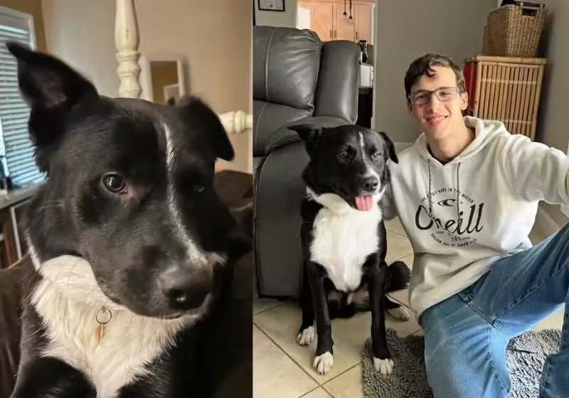 Cachorro herói salva tutor adolescente que teve AVC durante a madrugada