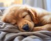 Cachorros podem perder o sono por pensar em seus problemas, diz estudo - Jornal da Franca