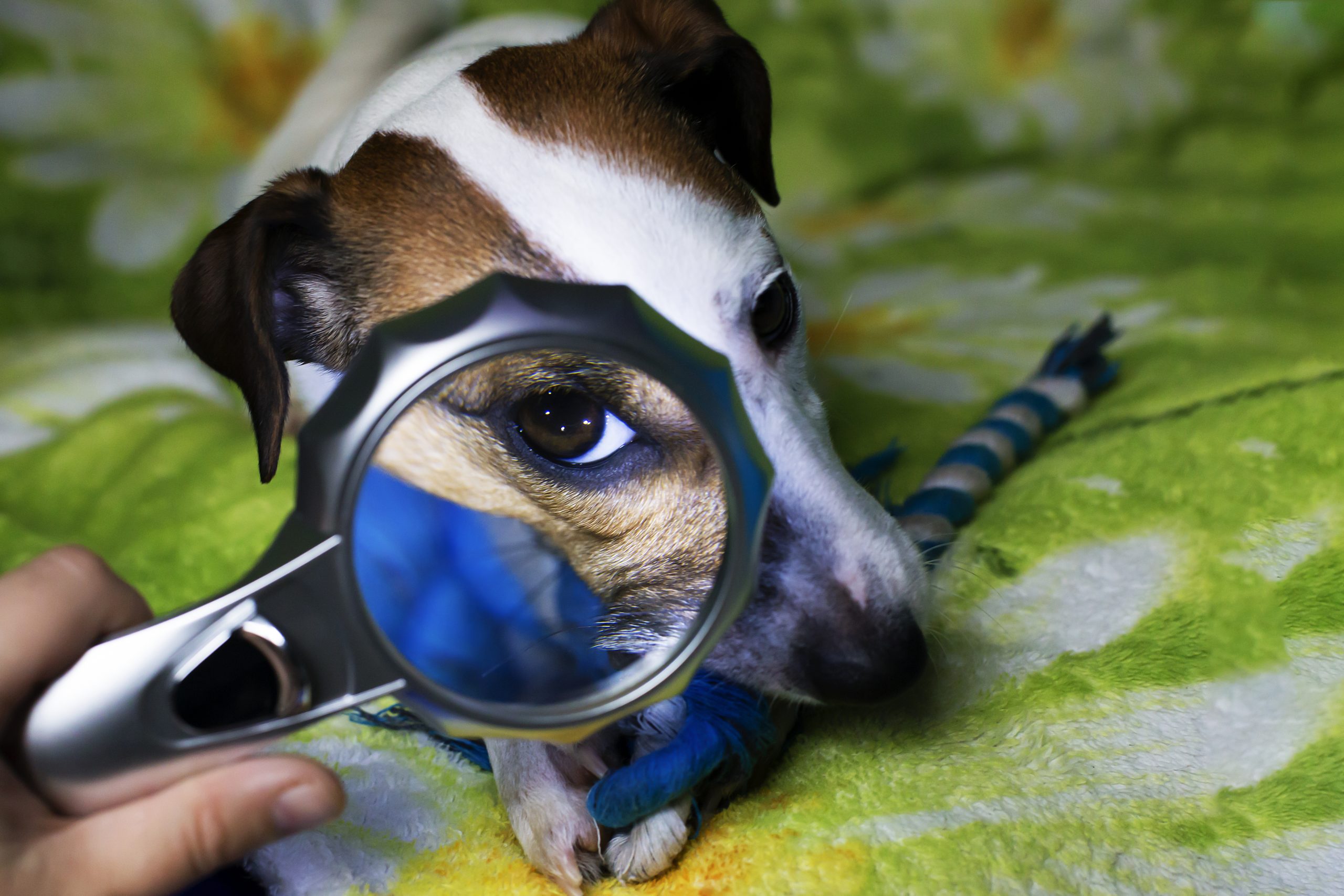 Remelas nos olhos dos pets podem sinalizar problemas de saúde; saiba como prevenir