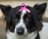 Outubro rosa: Câncer de mama também acomete cães e gatos - Jornal da Franca