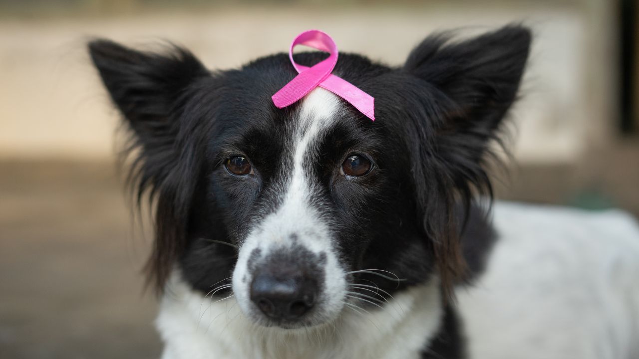 Outubro rosa: Câncer de mama também acomete cães e gatos