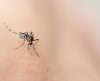 Anunciada uma vacina com ampla proteção contra a dengue, já aprovada na Itália - Jornal da Franca