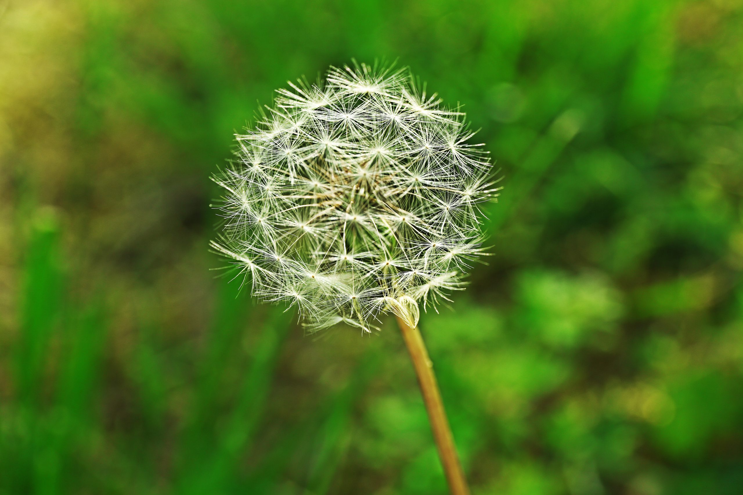 Conheça a planta recomendada por especialistas para quem está estressado