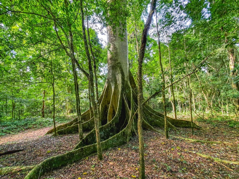 Fazenda em Patrocínio Pta possui maior reserva de Mata Atlântica do nordeste de SP