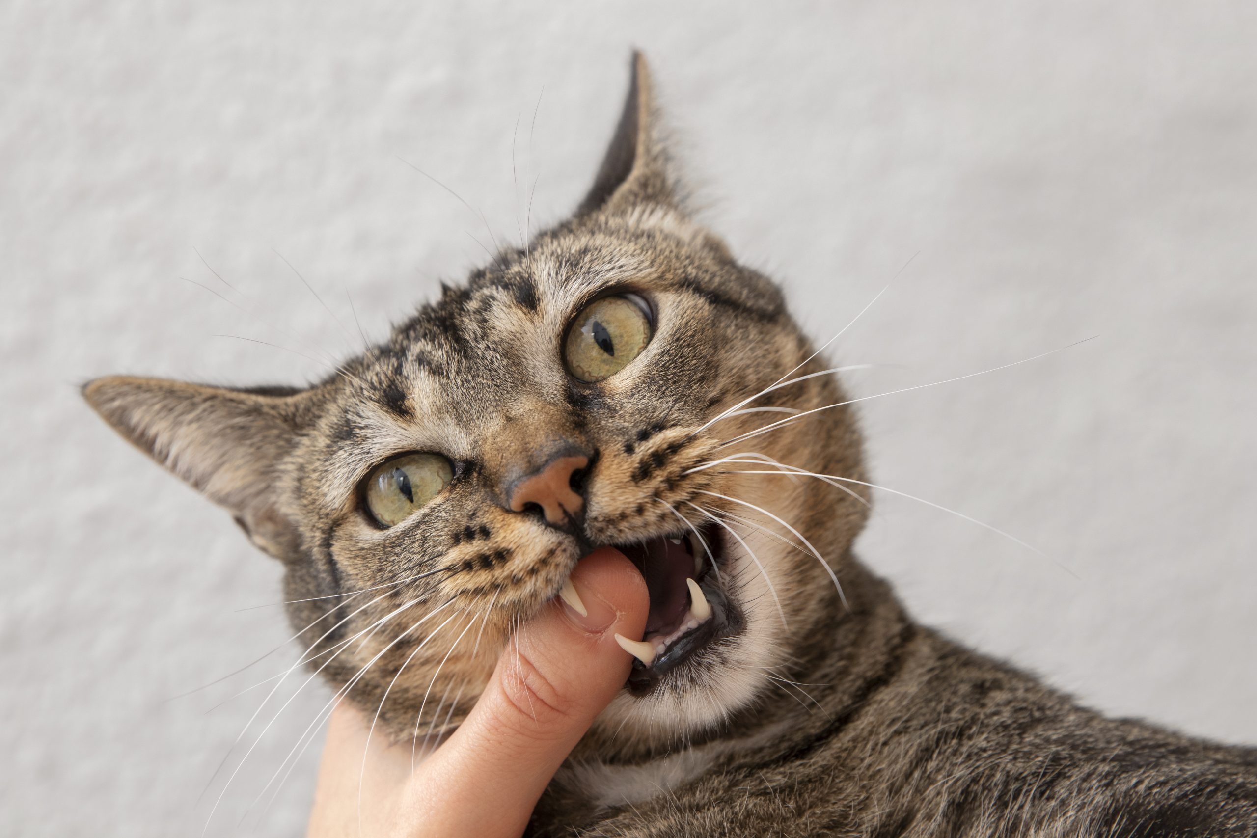 Você foi arranhado ou mordido por um gato? Veja os riscos à sua saúde