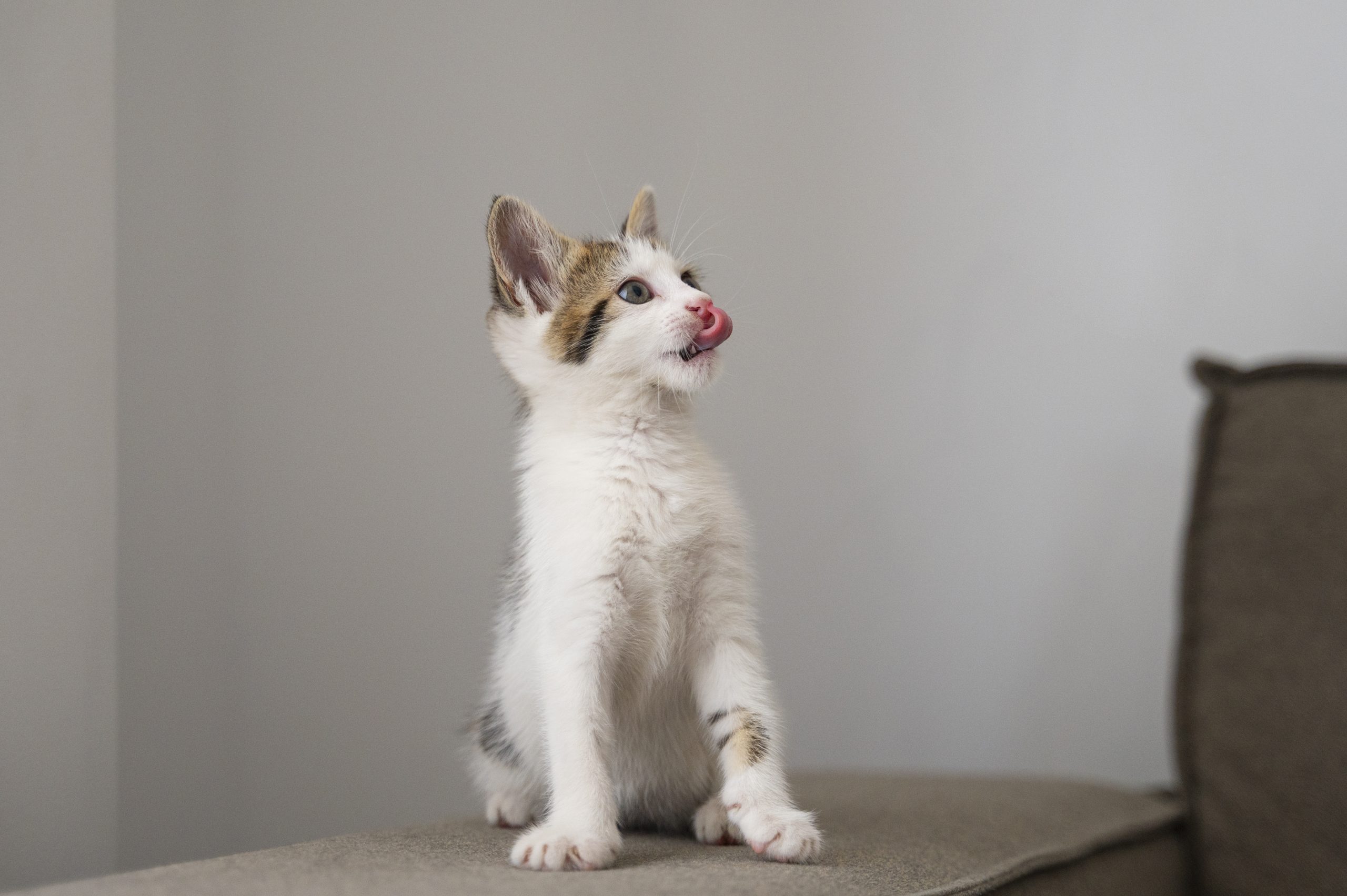 Catnip ou erva-gateira: saiba o que é, para que serve e como usar no seu gato