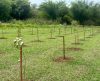 Meio Ambiente de Franca planta mais de 3,6 mil árvores em áreas públicas - Jornal da Franca