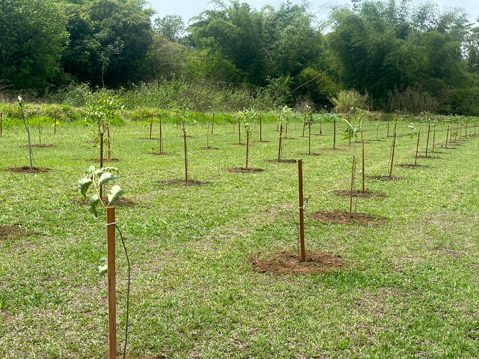 Meio Ambiente de Franca planta mais de 3,6 mil árvores em áreas públicas