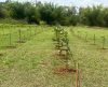 Franca terá mais 7 mil árvores na área urbana, assegura Secretaria do Meio Ambiente - Jornal da Franca