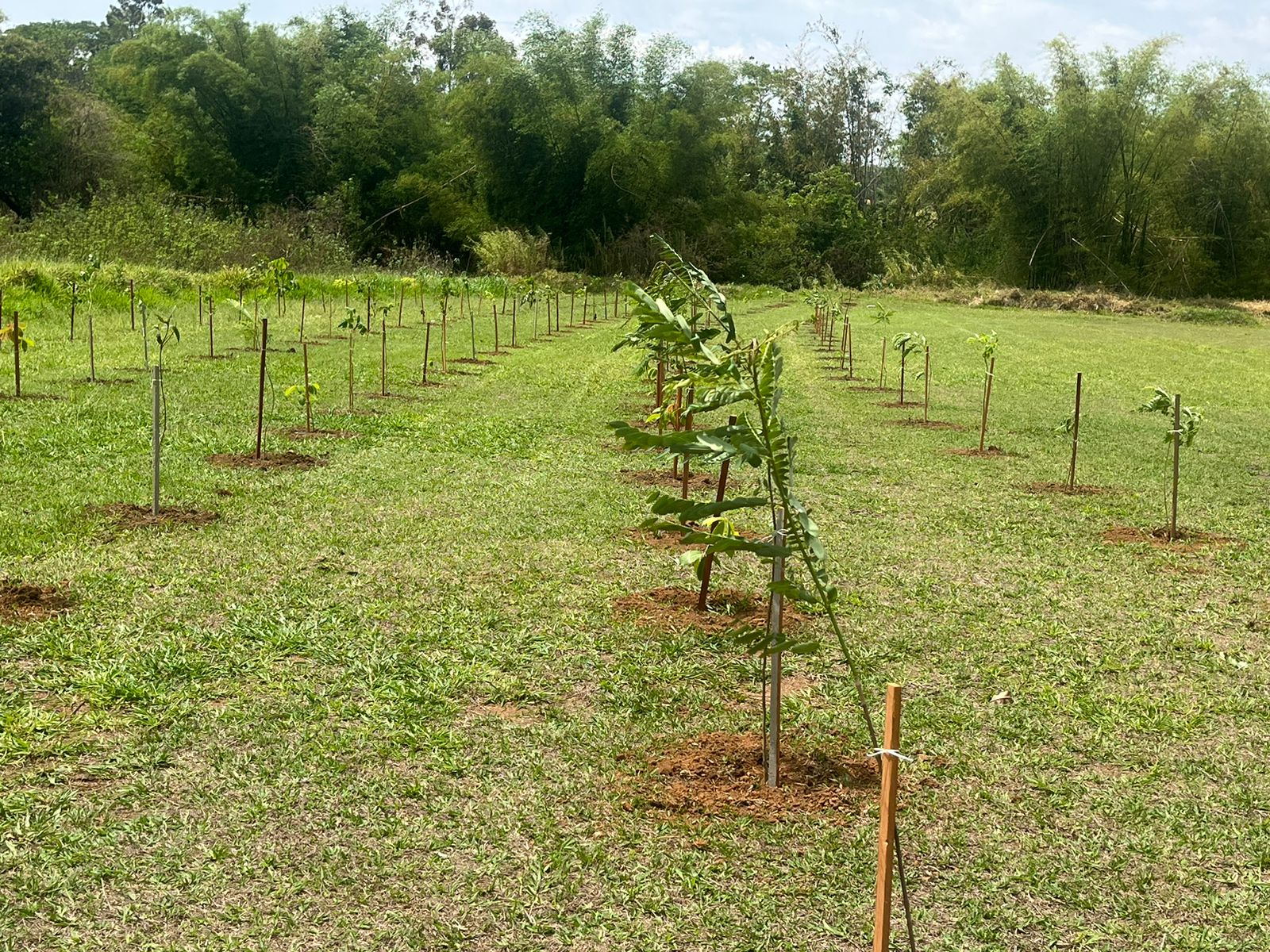 Franca terá mais 7 mil árvores na área urbana, assegura Secretaria do Meio Ambiente