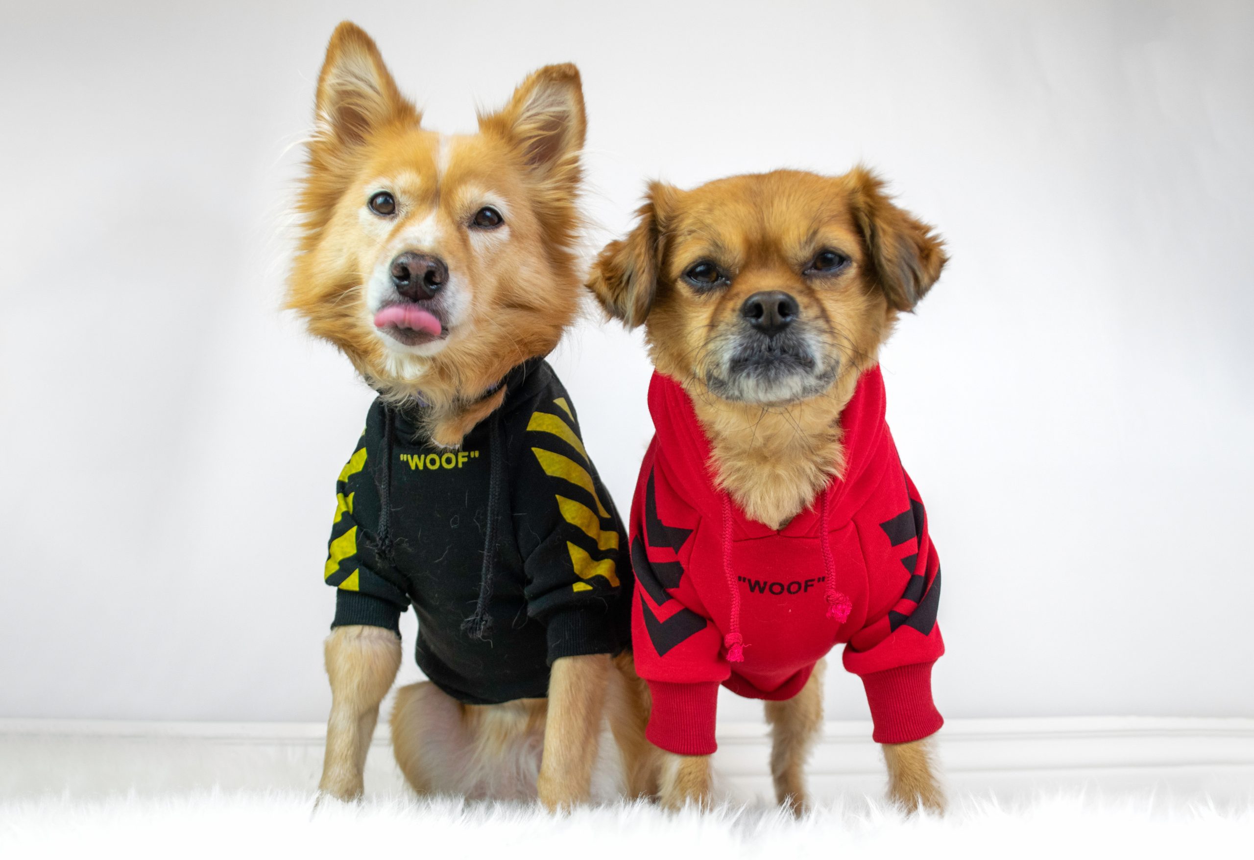 Posso lavar a roupa do cachorro na máquina? Desvende essa dúvida agora!