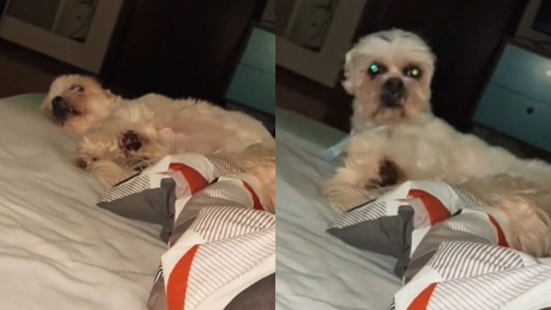 Cachorro tem reação hilária depois que tutora desliga o ar-condicionado