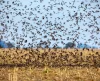 Vídeo mostra quase 1 milhão de andorinhas de dorso acanelado em rota de migração - Jornal da Franca