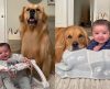 Vídeo de cão Golden e bebê “conversando” derrete corações e viraliza na Internet - Jornal da Franca