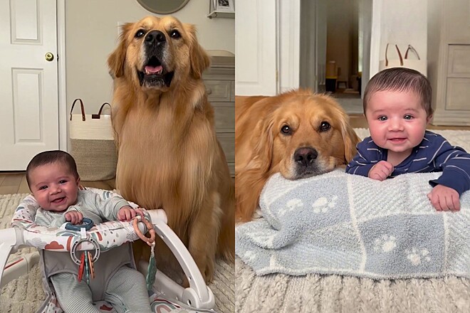 Vídeo de cão Golden e bebê “conversando” derrete corações e viraliza na Internet