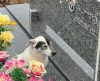 Conheça a história de Branquinho, o cão que visita o túmulo do tutor todos os dias - Jornal da Franca