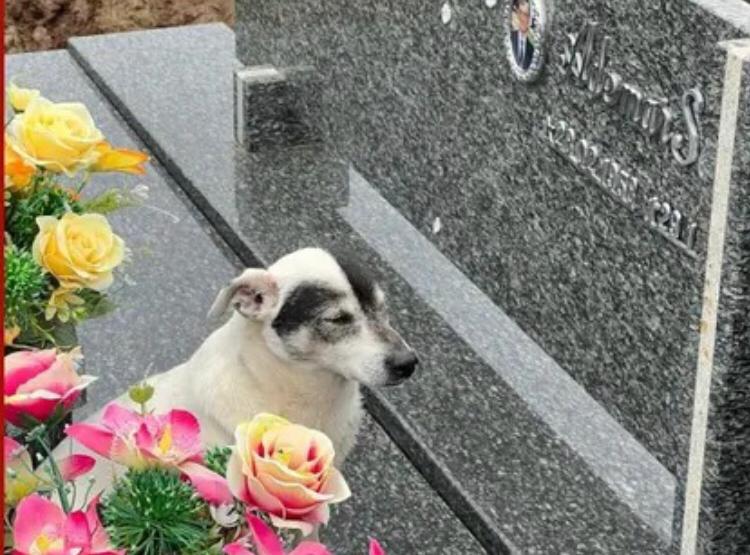 Conheça a história de Branquinho, o cão que visita o túmulo do tutor todos os dias