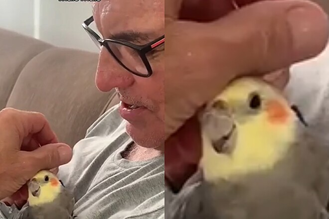 Filha prepara a câmera de vídeo e descobre como seu pai trata a calopsita da família