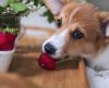 Saiba quais são as frutas que os cães podem ou não podem comer - Jornal da Franca