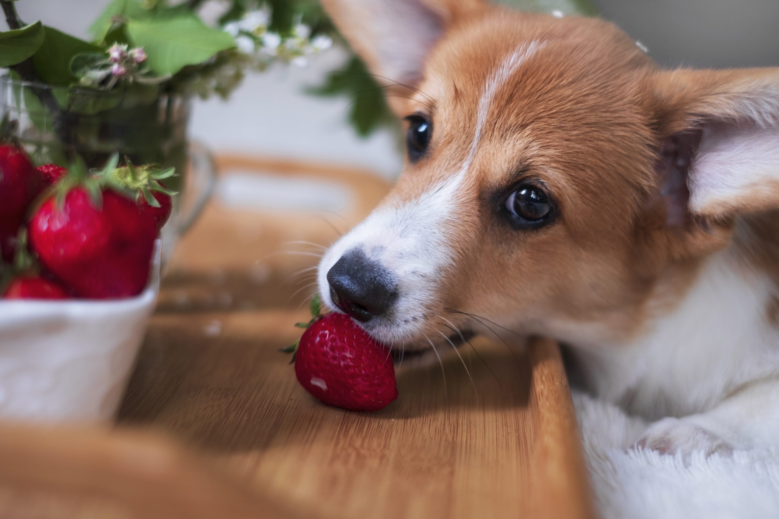Saiba quais são as frutas que os cães podem ou não podem comer