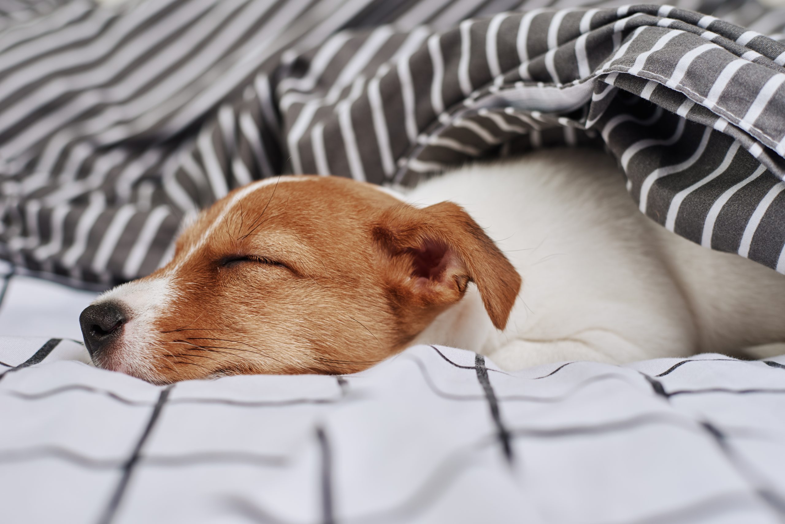 Você sabe por que nunca deve acordar seu cão? Conheça os motivos agora!