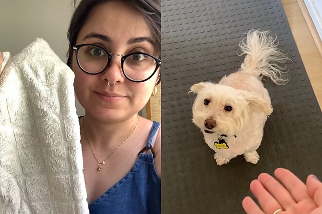 Só com uma toalha: Tutora dá dica que pode salvar o pet em dias de calor escaldante