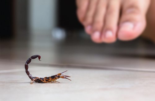 É possível prevenir os escorpiões em casa com as dicas do Instituto Butantan - Jornal da Franca
