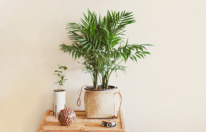 Essas plantas podem absorver altas temperaturas e deixar sua casa mais fresca