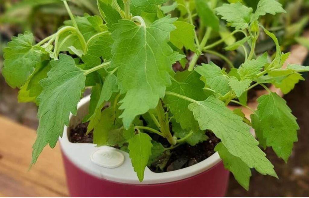 Conheça a planta que as baratas odeiam e você deveria ter uma em casa